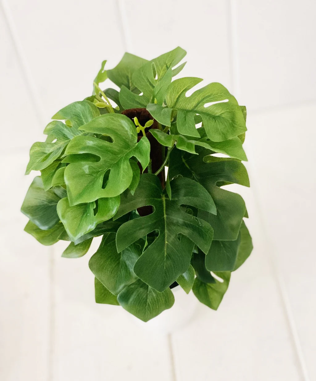 Artificial Monstera & Philodendron in Pot - Image 5
