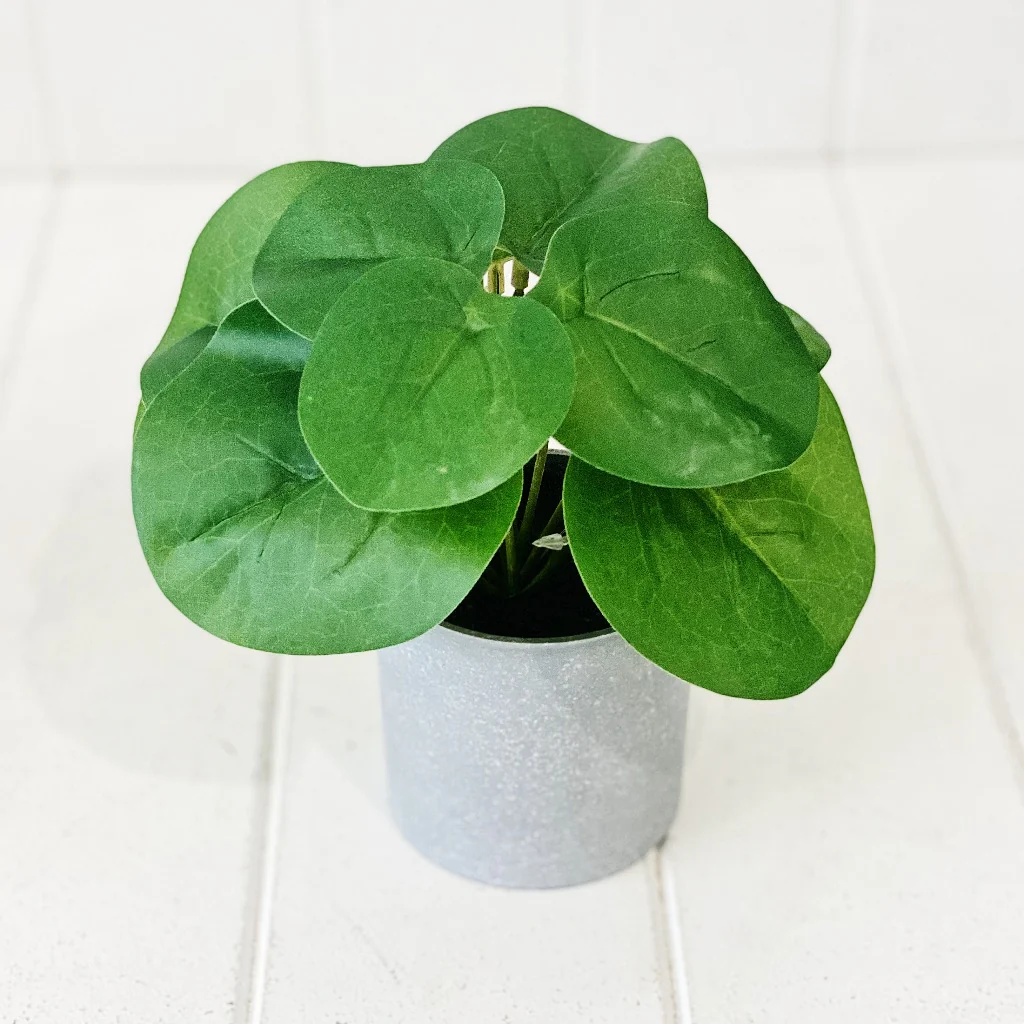 Artificial Syngonium & Pilea in Pot - Image 3